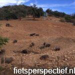 via-verde-de-la-sierra-norte-de sevilla-iberico-varkens