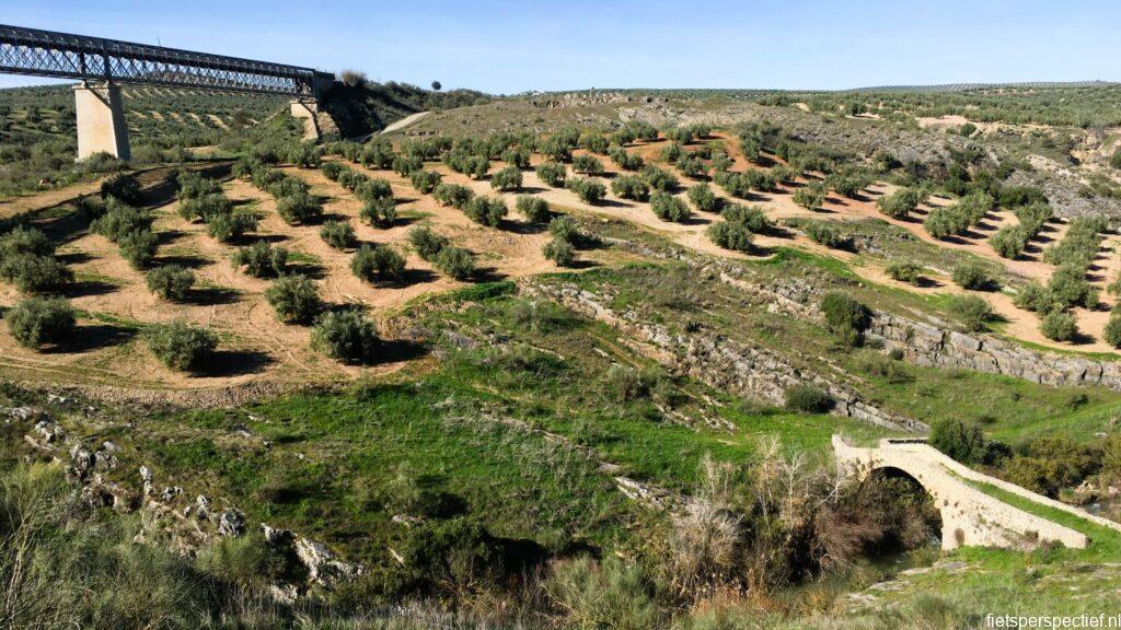 via verde del aceite